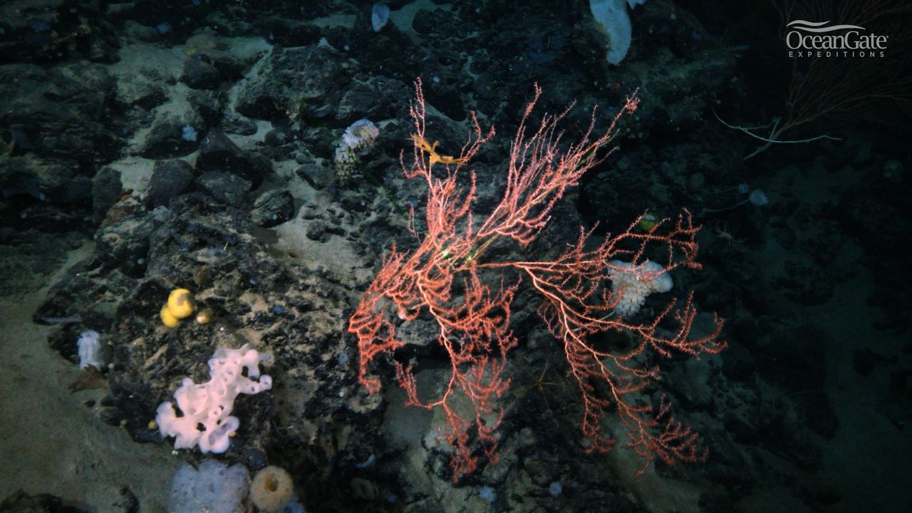 Detail from the Nargeolet-Fanning mountain range, near the wreck of the Titanic.